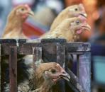 Antibiotika Hähnchenmast Masthähnchen Antibiotika Hähnchenmast Masthähnchen