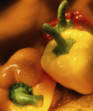 Ethephon Pestizide Paprika Ethephon: Wieder Pestizide in Paprika nachgewiesen