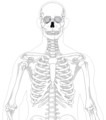Knochenimplantat Nano Technologie Knochenimplantat Nano Technologie