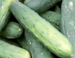 Salatgurken Spanien EHEC EHEC-Erreger auf Salatgurken, Herkunft Spanien