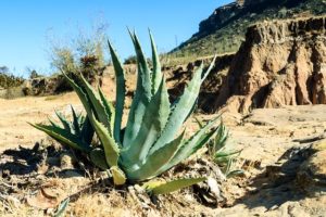 Aloe Vera Heilpflanze