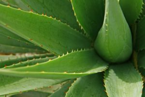 Aloe Vera Heilpflanze